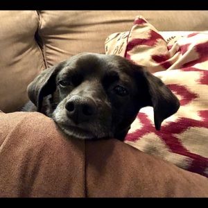 Meet your Posher, Laura